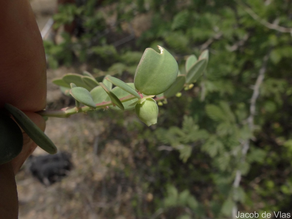 Synostemon bacciformis (L.) G.L.Webster
